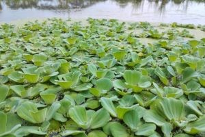 pistia wodna