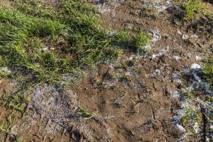 nadmiar nawozów sztucznych