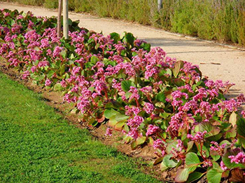 Bergenia