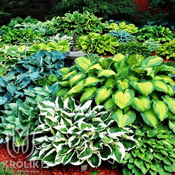 Hosta